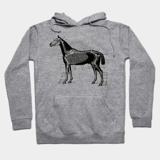 Horse Skeleton Drawing Hoodie by KnuckleTonic